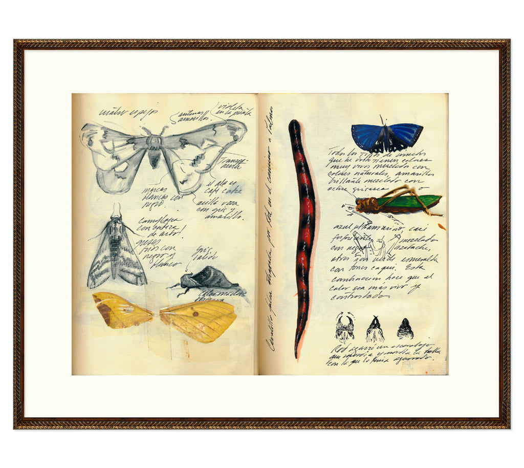 Explorer's Journal EJS8